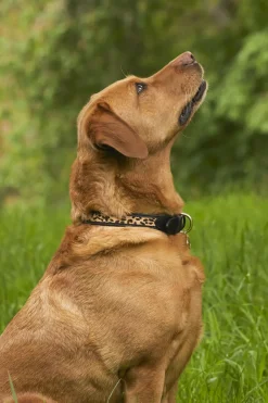 HC Classic Dog Collar