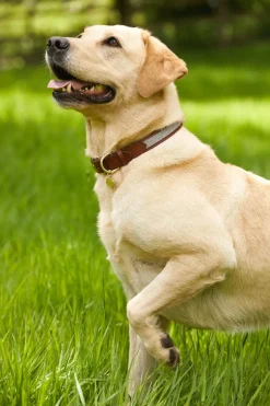 HC Classic Dog Collar