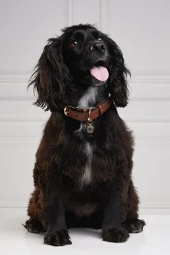 HC Classic Dog Collar