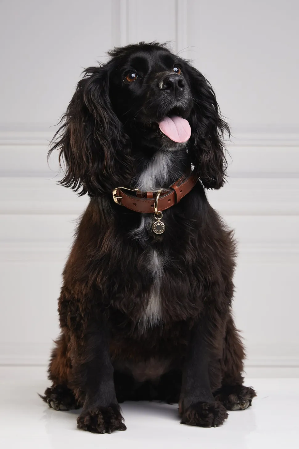 HC Classic Dog Collar