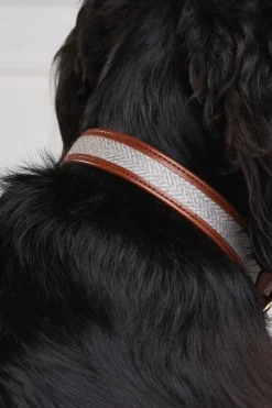 HC Classic Dog Collar
