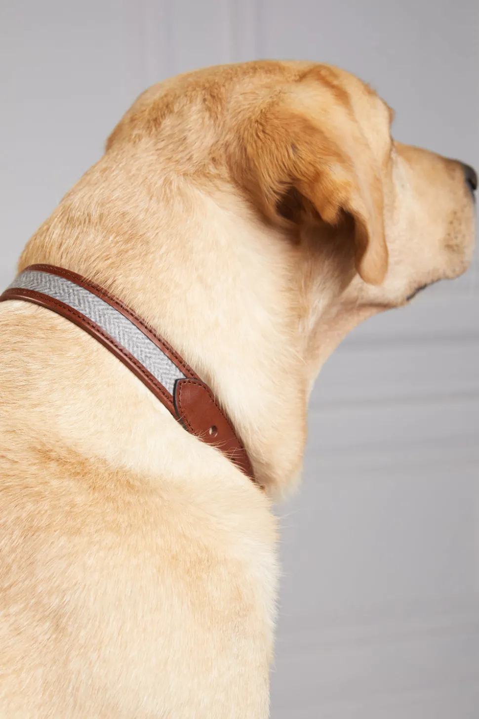 HC Classic Dog Collar