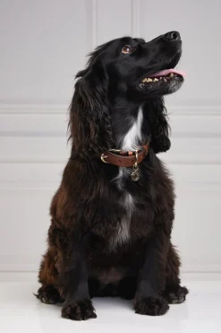 HC Classic Dog Collar