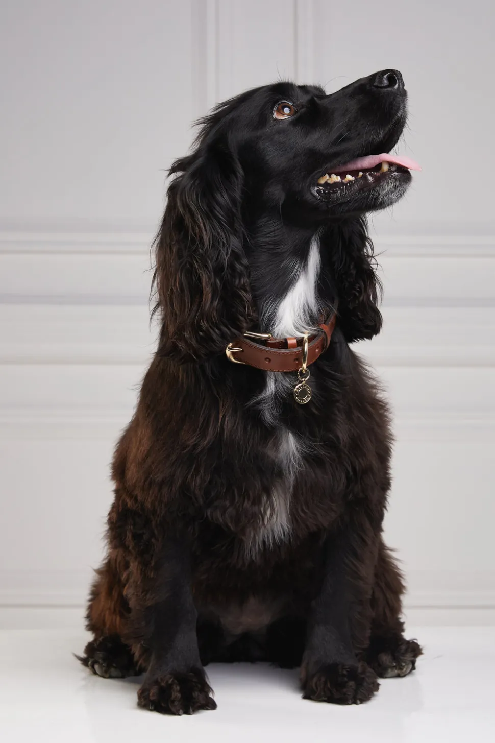HC Classic Dog Collar