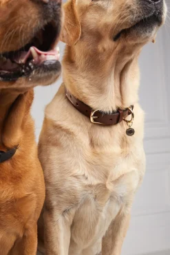 HC Classic Dog Collar