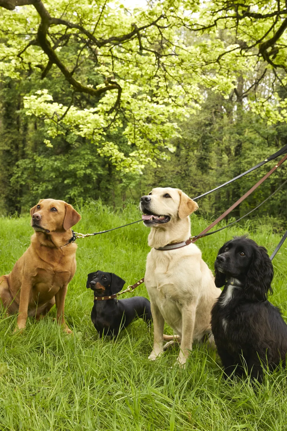 HC Classic Dog Collar