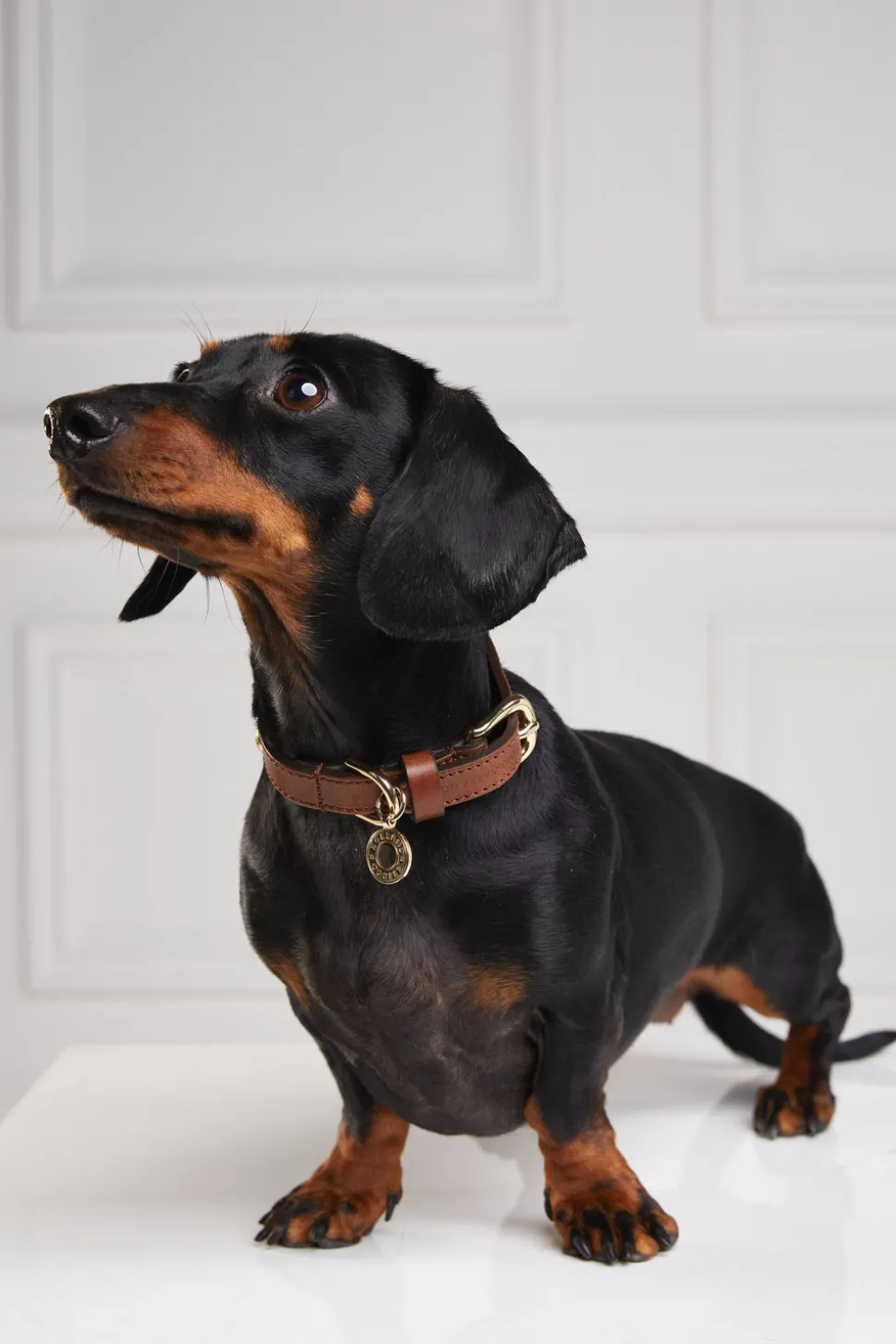 HC Studded Dog Collar