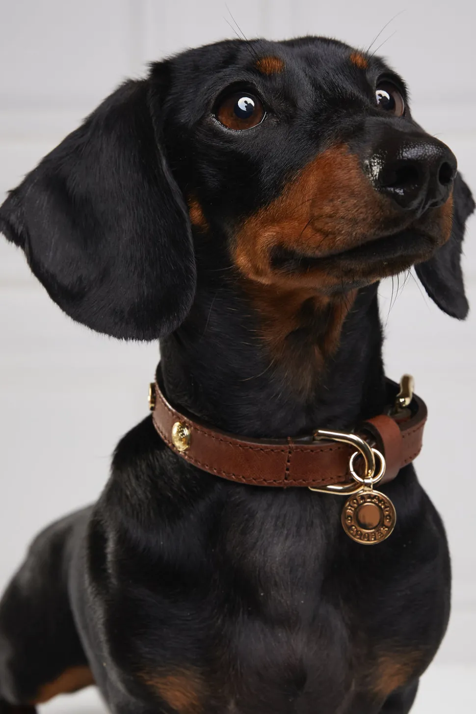 HC Studded Dog Collar