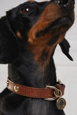 HC Studded Dog Collar